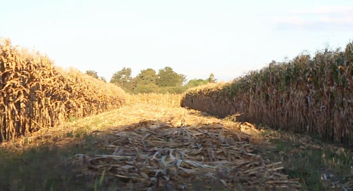 Sequía en el campo de Guanajuato pone en riesgo a 60 mil hectáreas de cultivo 