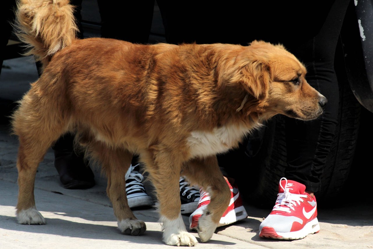 ¿Qué son los chips para mascotas en Celaya y cuál será el costo de aplicarlos? Conoce los detalles aquí 