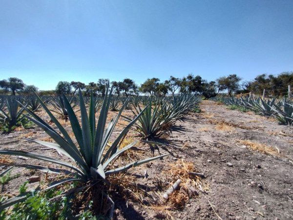 Buscan nombrar al tequila de Purísima del Rincón como la primera bebida sustentable a nivel mundial