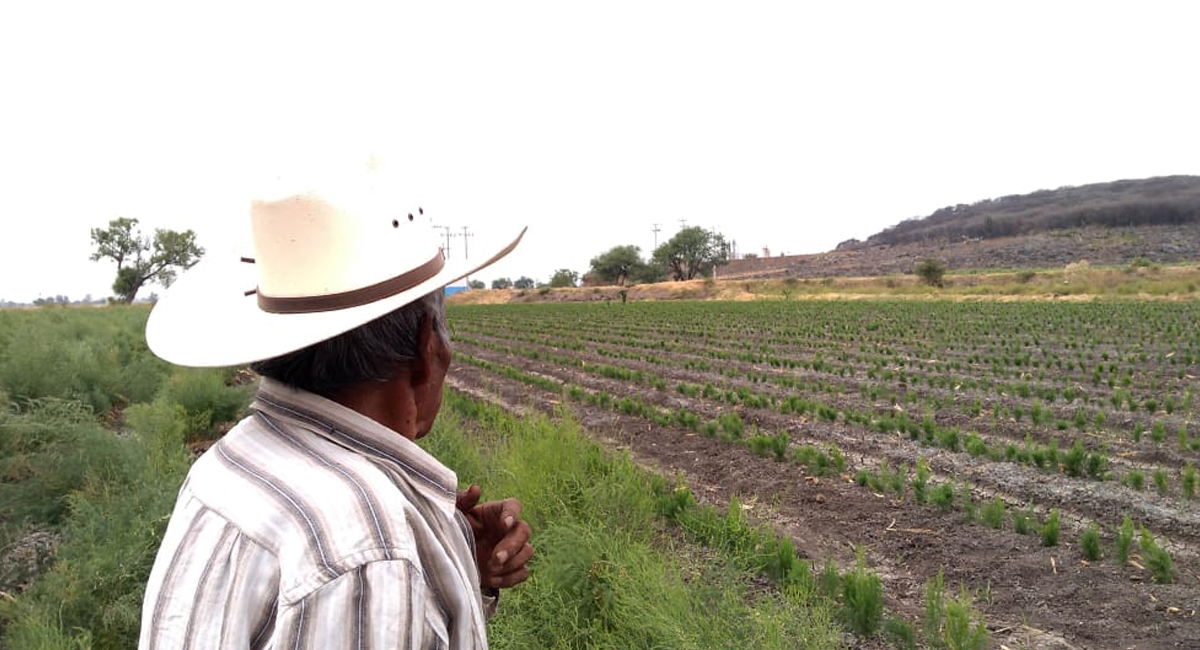 Sector agroalimentario se 'refugia' en Fondos Guanajuato tras desaparición de programas federales 