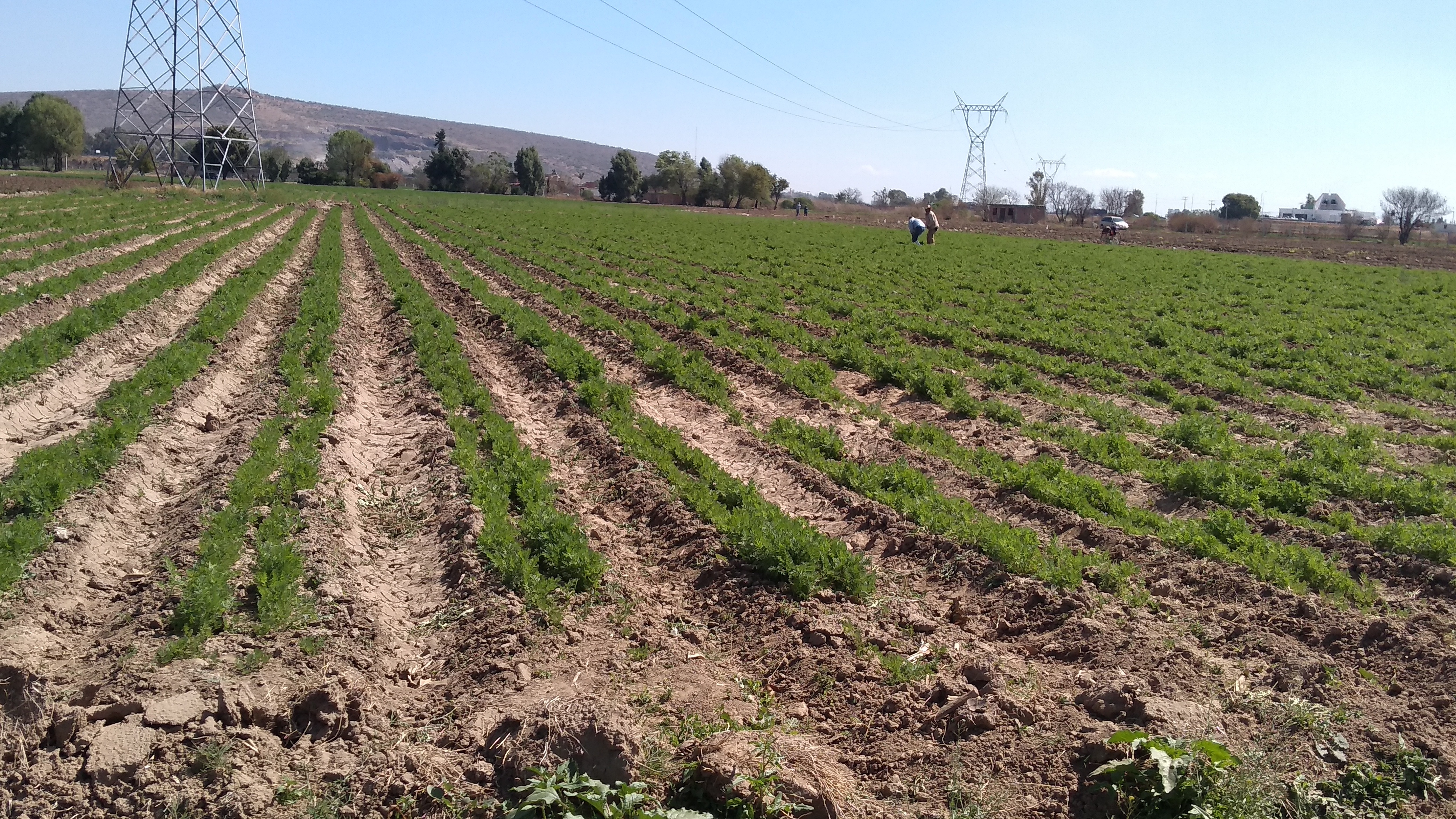 Nueva empresa del sector agroalimentario arribará a Salamanca con inversión de 75 mdd 