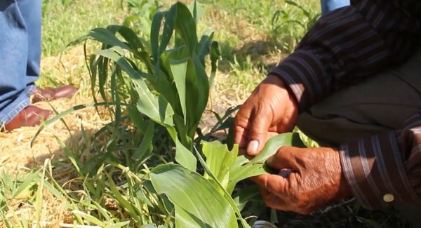 Hay esperanza en el campo de León; productores pronostican buena temporada de lluvias para sembrar