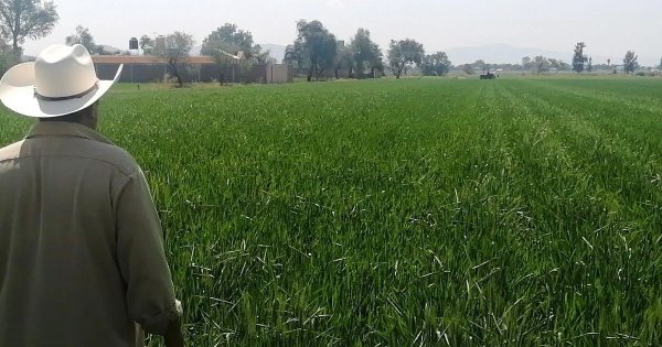 Agricultores de Guanajuato no sólo hacen frente al mal clima y bajas ventas, también a la inseguridad