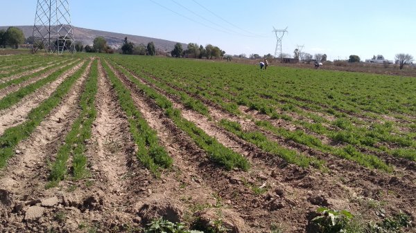 Nueva empresa del sector agroalimentario arribará a Salamanca con inversión de 75 mdd 