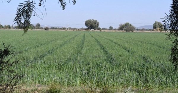 SDAyR pide paciencia a agricultores ante falta de lluvias en Guanajuato; urge apoyos