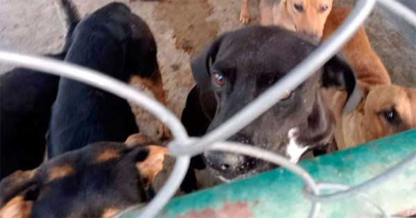 Perros atacan a joven autista en León, acusan a vecino de lanzarlos a propósito