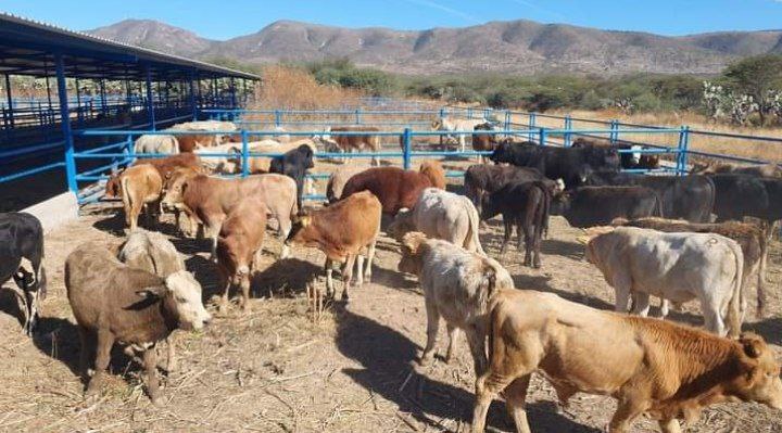 Sequía orilla a ganaderos de Guanajuato a vender su ganado; venden 20% de sus cabezas