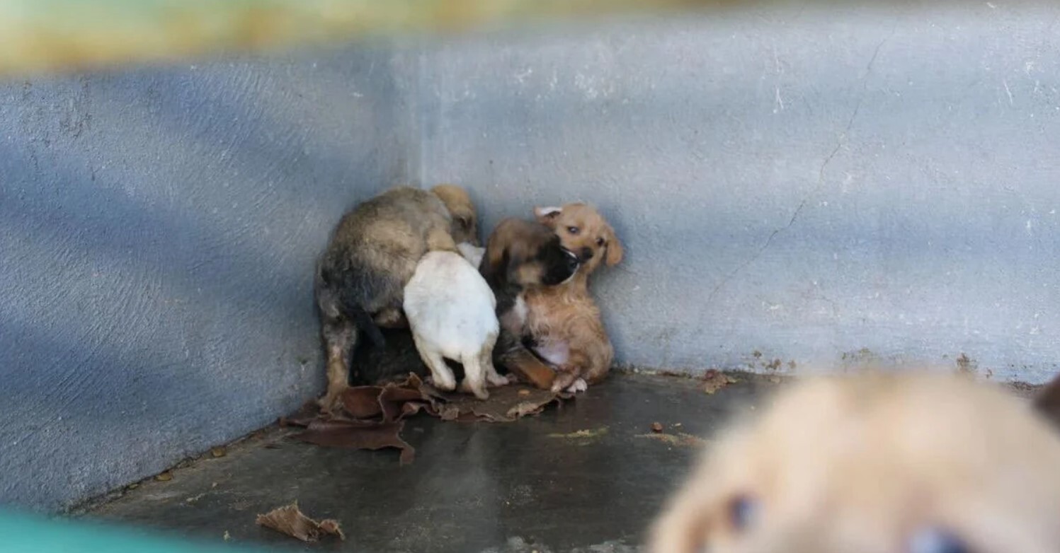 Control Animal de Silao asegura que sí hay mejoras tras citatorio de alcalde al Congreso por matanza de perros