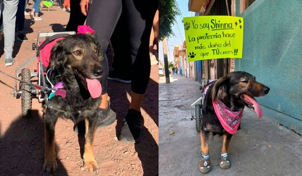 Shinna, perrita activista de Guanajuato crea conciencia contra la pirotecnia desde su silla de ruedas