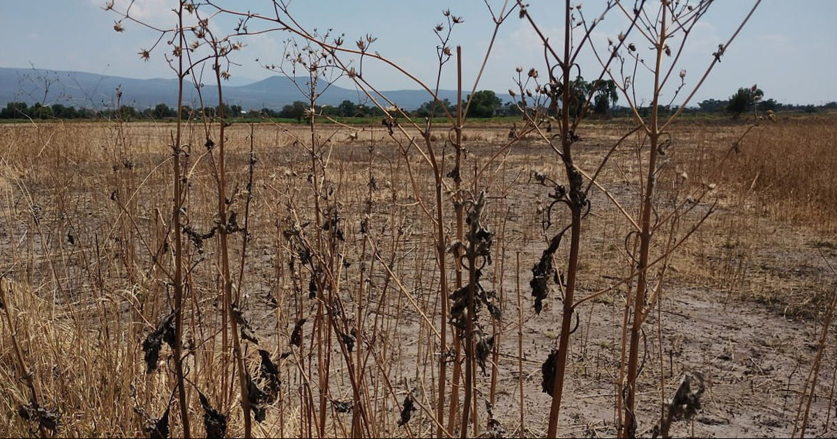 Guanajuato sufre severa crisis de disponibilidad de agua: familias no tienen para subsistir