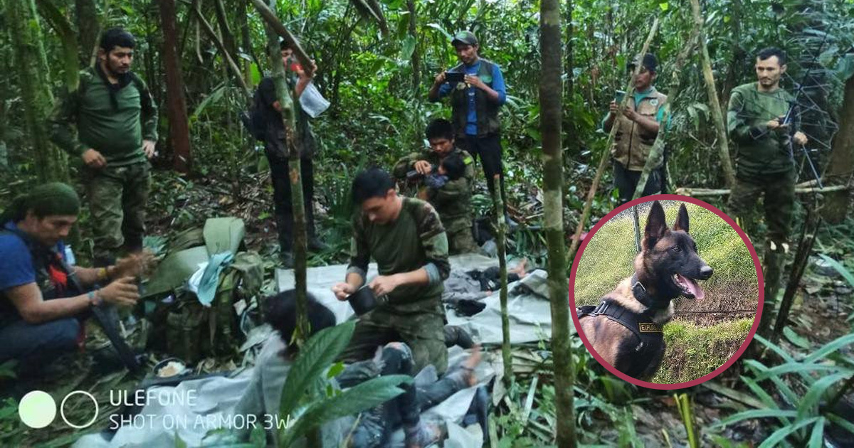 Hallan a 4 niños desaparecidos en la selva de Colombia; pero sigue la busqueda de un perro rescatista