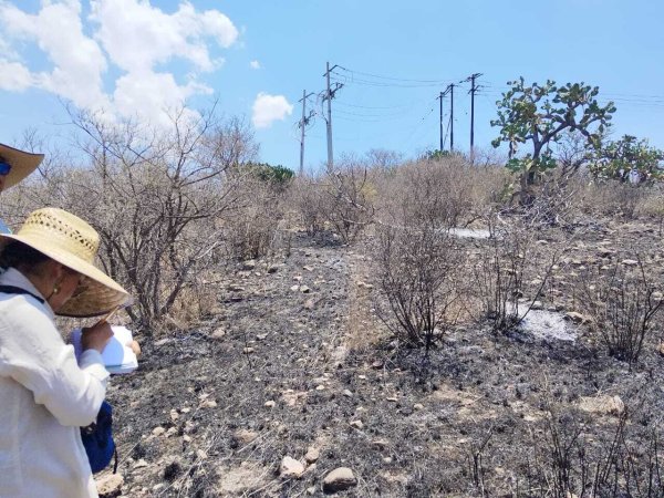 Incendio en fraccionamiento de San Miguel de Allende arrasa área natural protegida Charco del Ingenio