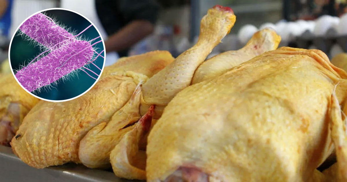 ¿Qué bacterias pueden encontrarse en la carne de pollo cruda y cómo eliminarlas?