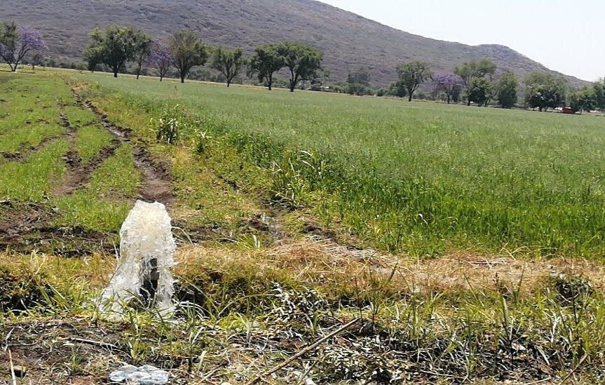 En el marco de la festividad de Corpus Christi, agricultores de Guanajuato suplican por la llegada de las lluvias 