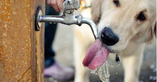 Animalistas de Salamanca urgen cuidar a mascotas y animales en situación de calle ante ola de calor 