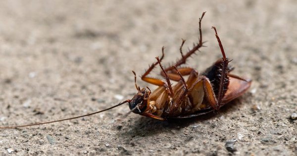 Con el calor también llegaron las plagas: aumentan cucarachas, pulgas y garrapatas en Salamanca