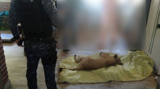 Rescatan cachorro de León en Celaya, estaba inconsciente y en abandono