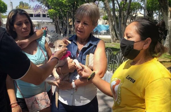 Celaya ha logrado dar hogar a 81 perros en abandono gracias al CCAA