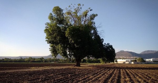 ¿Cuáles son los árboles ideales para plantar en León? No solo son mezquites y huizaches