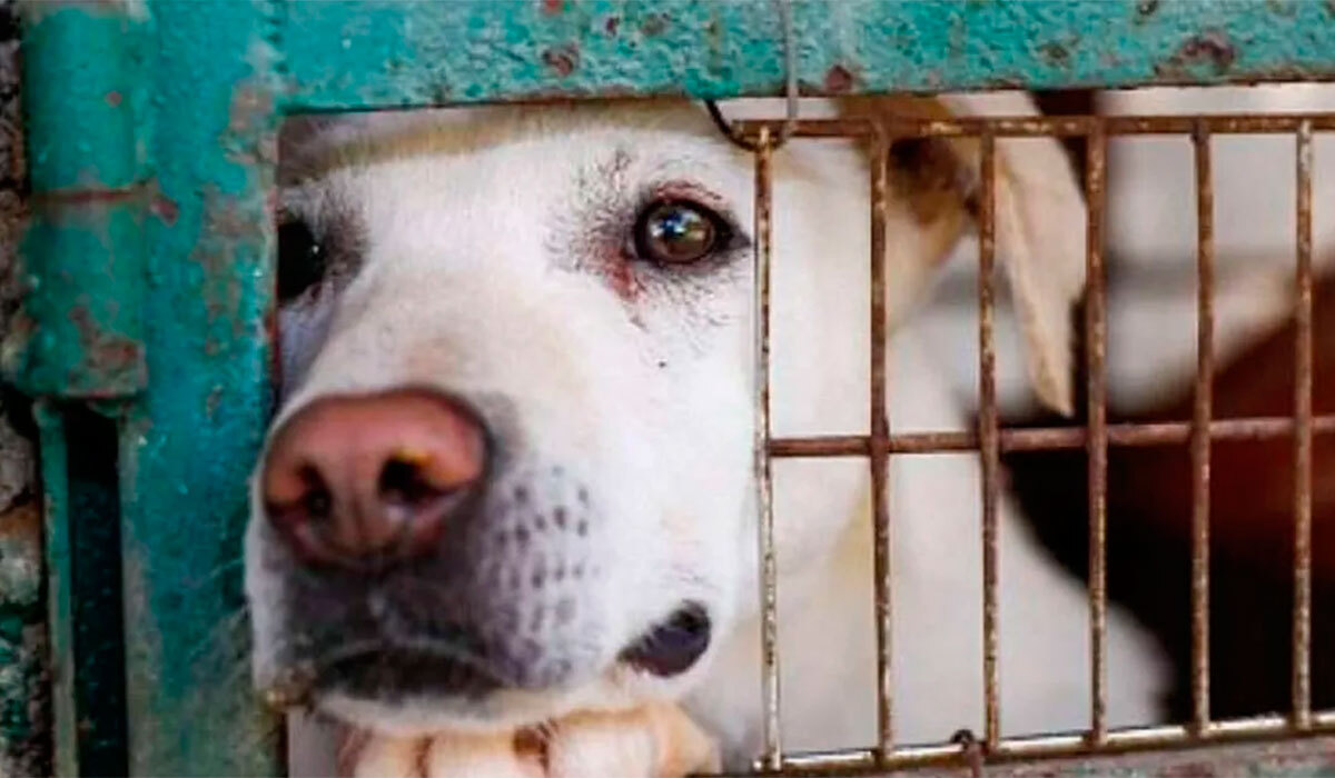 AMLO enviará iniciativa de protección a los animales al Congreso 