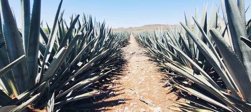 Diego Sinhue llama a parar plantación de agave en Guanajuato: “van a dejar terrenos inservibles“