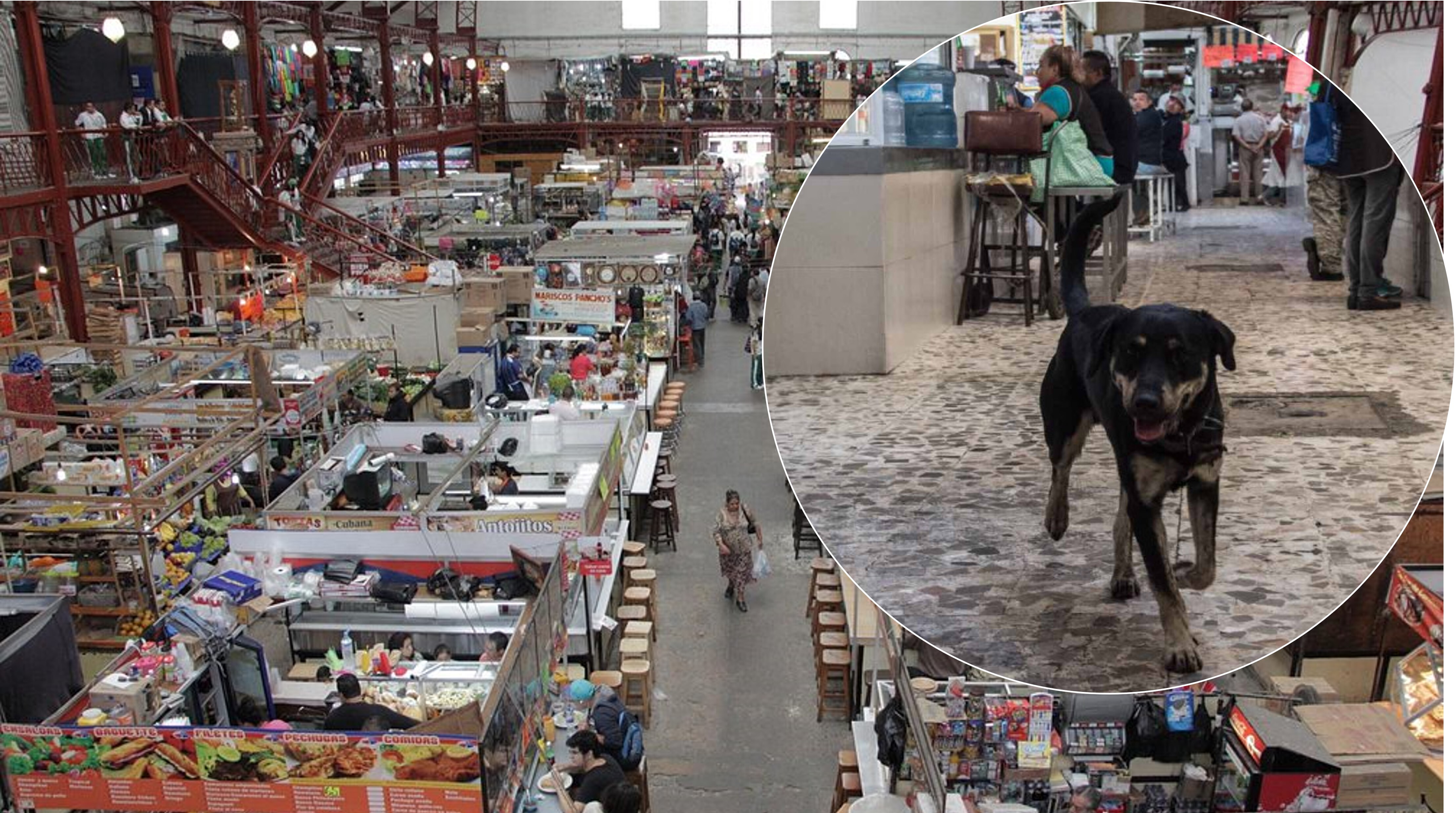 Piden que Mercado Hidalgo de Guanajuato sea más 'pet friendly'