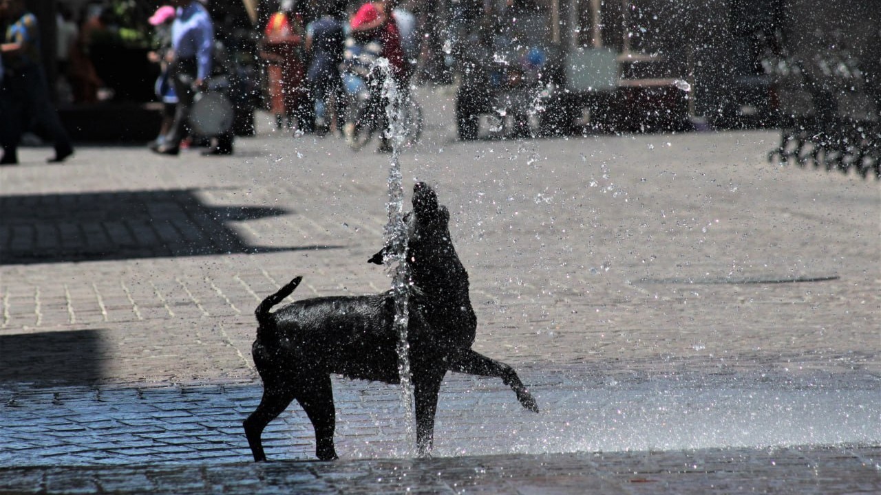 ¡Qué envidia! Perrito de Celaya aprovecha fuente para bajarse el calor 