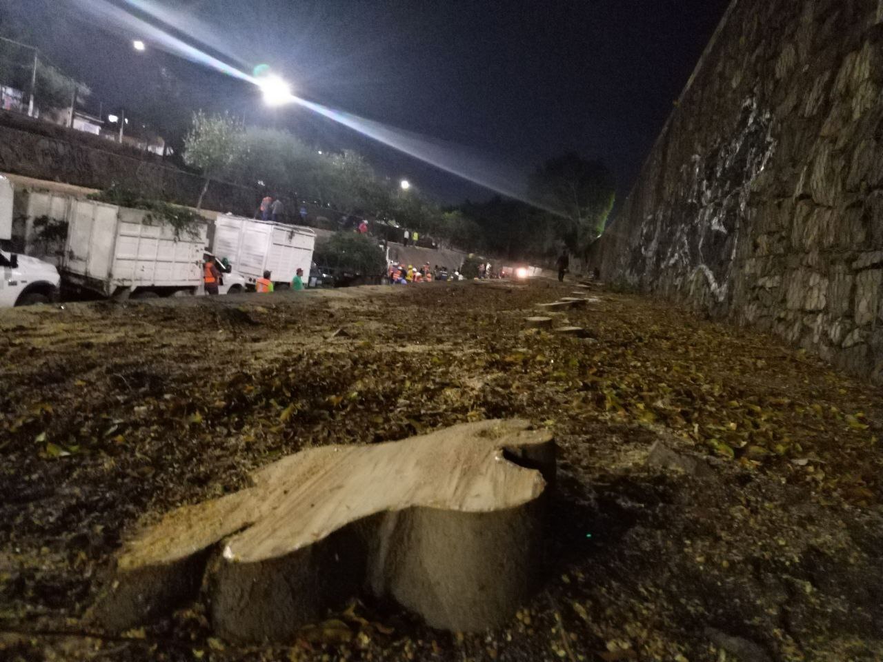 León: ciudadanos promueven amparo colectivo por tala de árboles en Malecón del Río