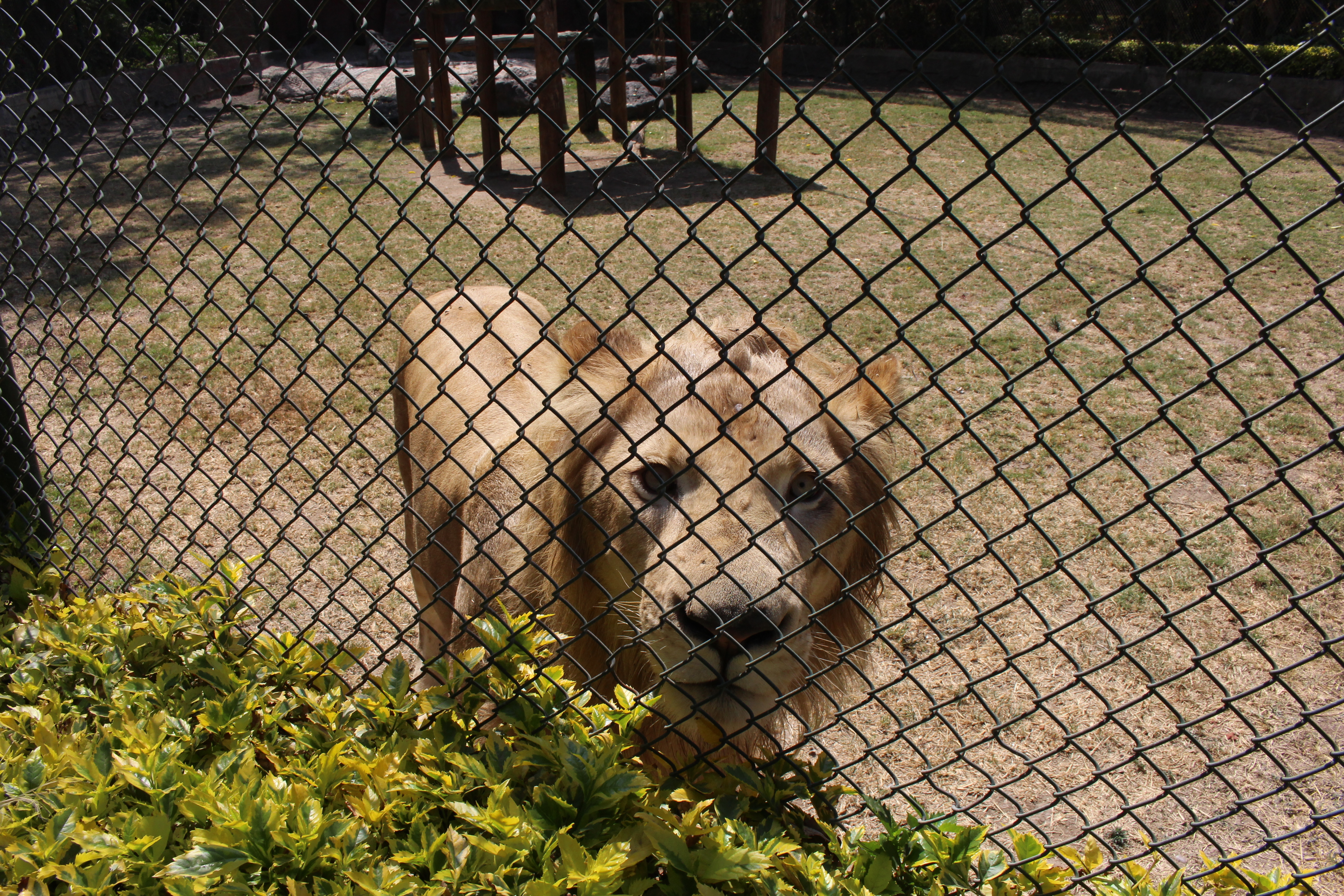 Calor pega en zoológicos de León e Irapuato: así lo sufren los animales