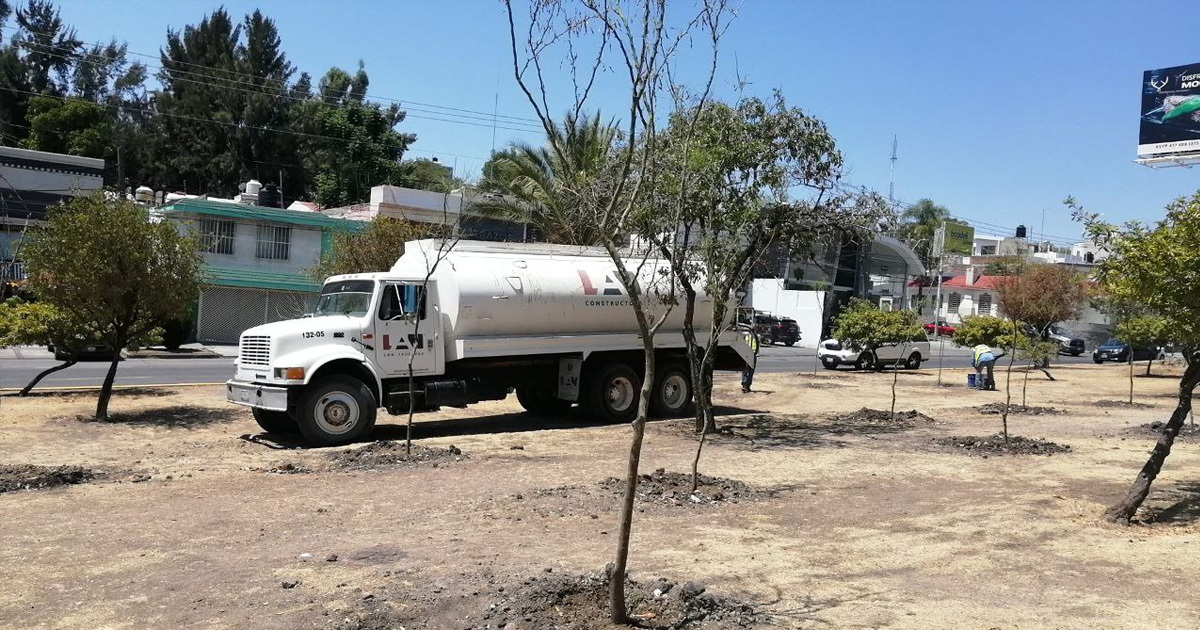 Árboles plantados en Las Torres para compensar tala en el Malecón apenas resisten la sequía en León