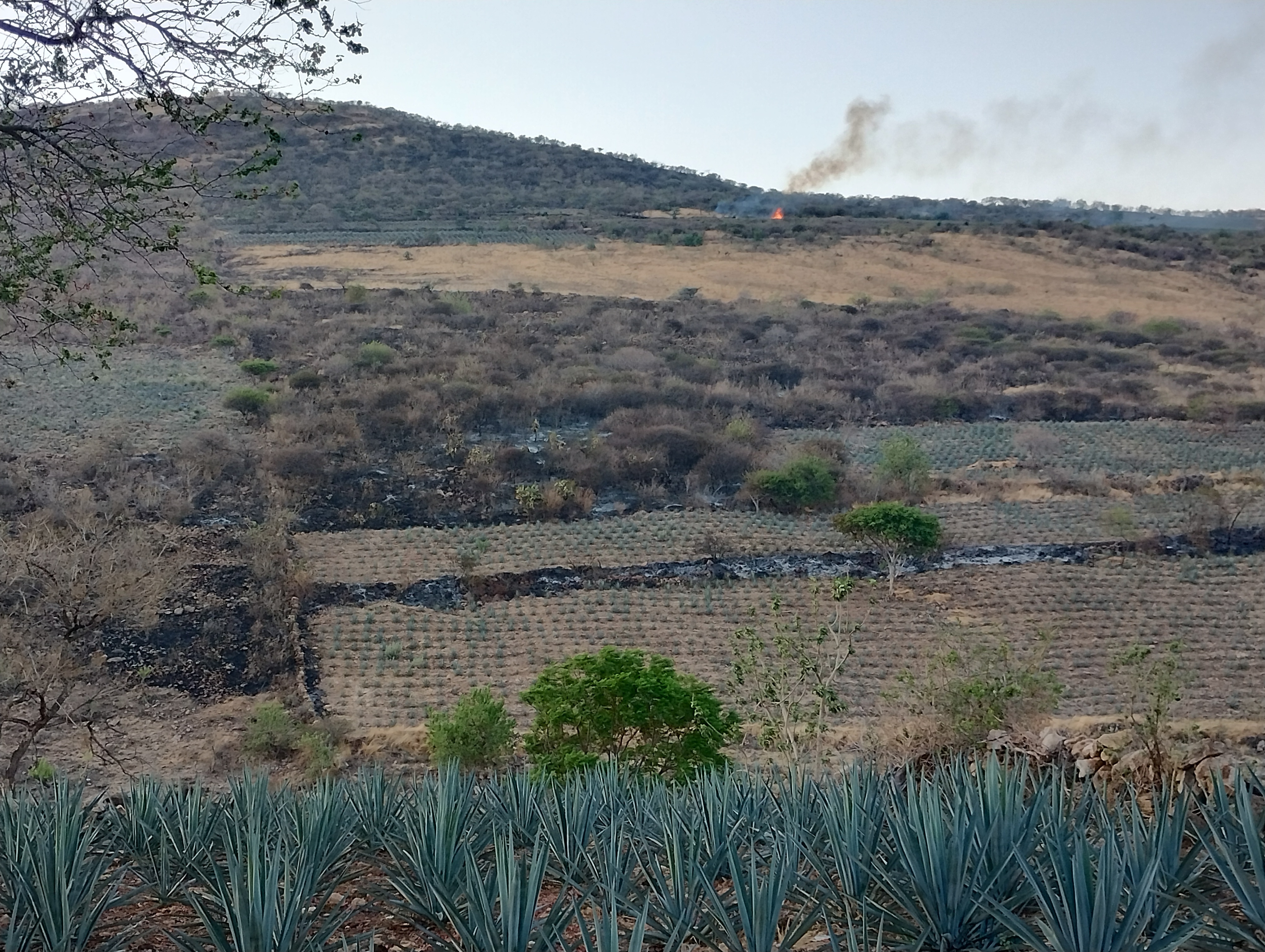 Agave vs Bosques de Pénjamo: así ha ganado terreno el cultivo en el municipio 