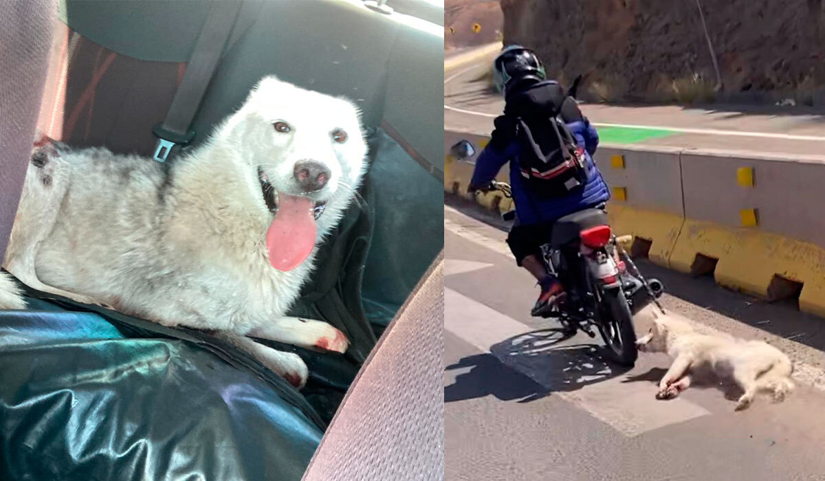 Motociclista arrastra sin piedad a perrita husky por carretera de Guanajuato capital; pareja la rescata