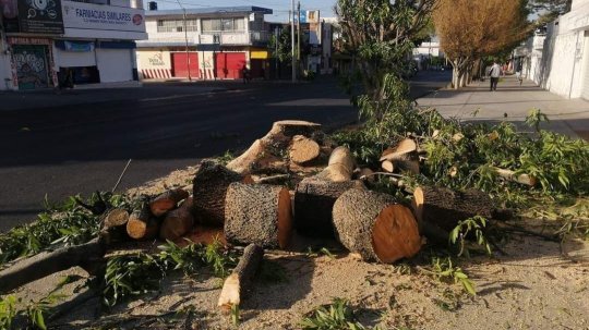 Denuncian más tala de árboles en León, Guanajuato; de nuevo en Malecón y en la Arbide 