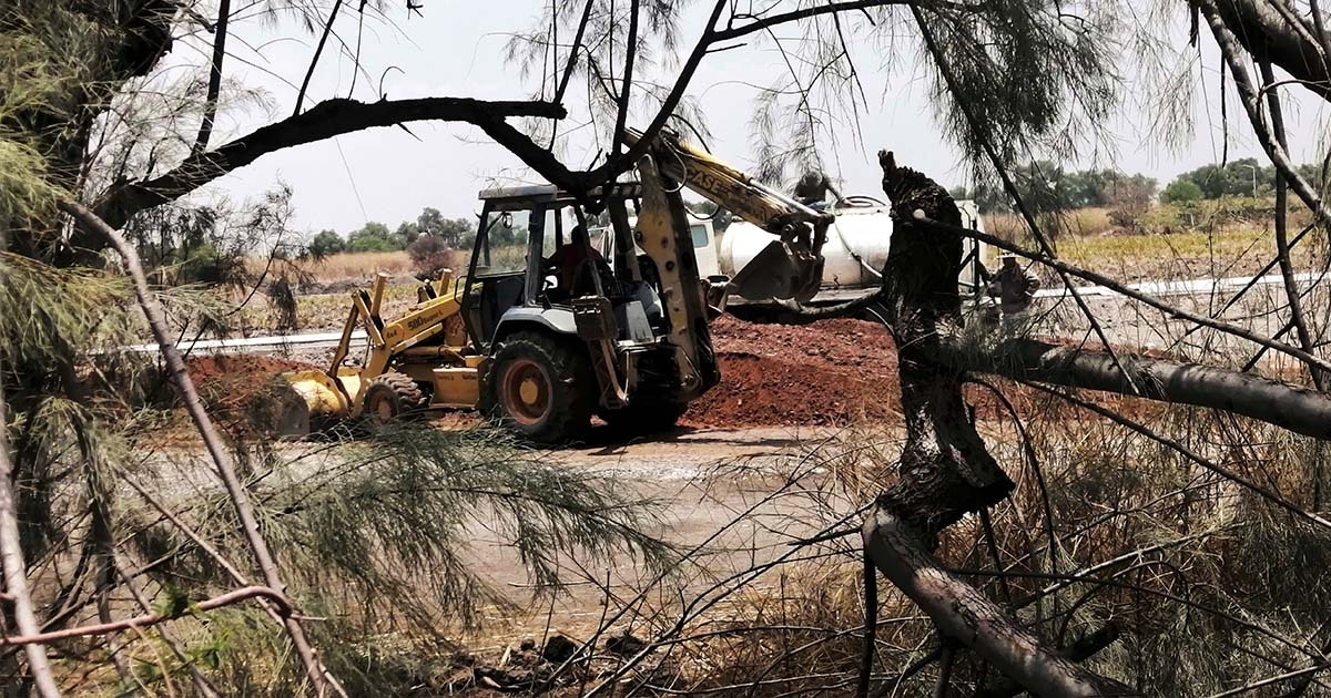 No es sólo León: todo Guanajuato enfrenta crisis ecológica por tala de árboles