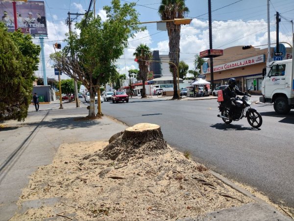 Así se veían los árboles que talaron en la Arbide de León; vecinos protegen otras especies   