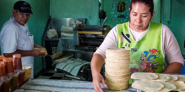  Maíz pone en jaque a tortillerías de Guanajuato: ni transgénico o natural les salvan del cierre 