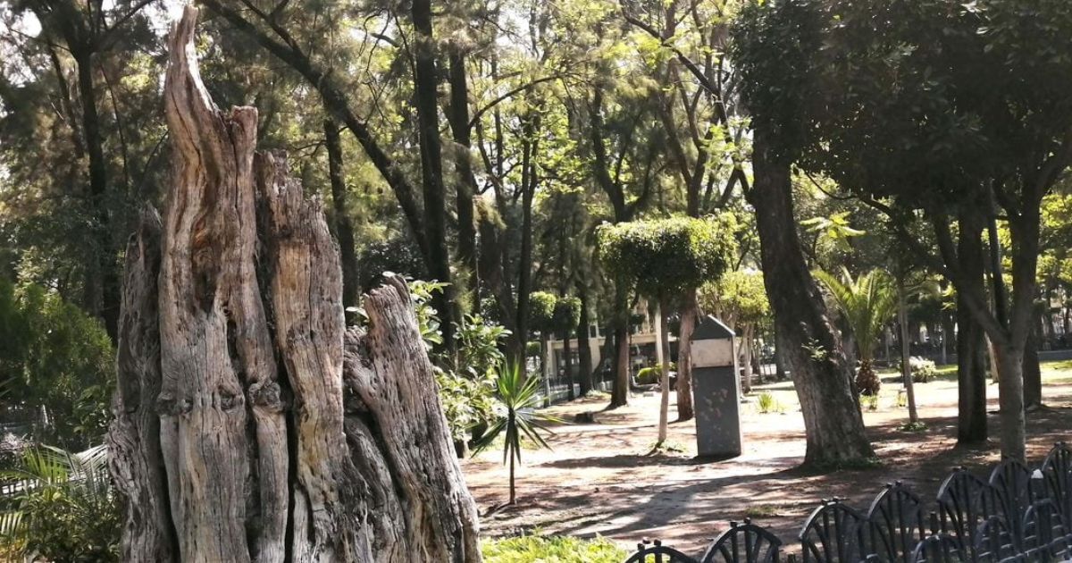 Reanudan reforestación en Celaya y buscarán plantar 10 mil árboles en el 2023