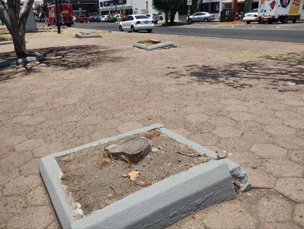 Tala de árboles en Salamanca: ambientalistas exigen explicaciones 