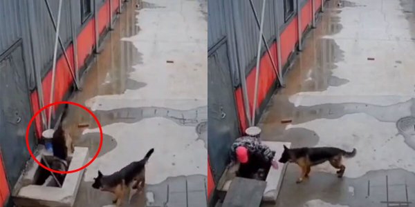 Captan momento en que perrito cae en una alcantarilla y su amigo logra rescatarlo 