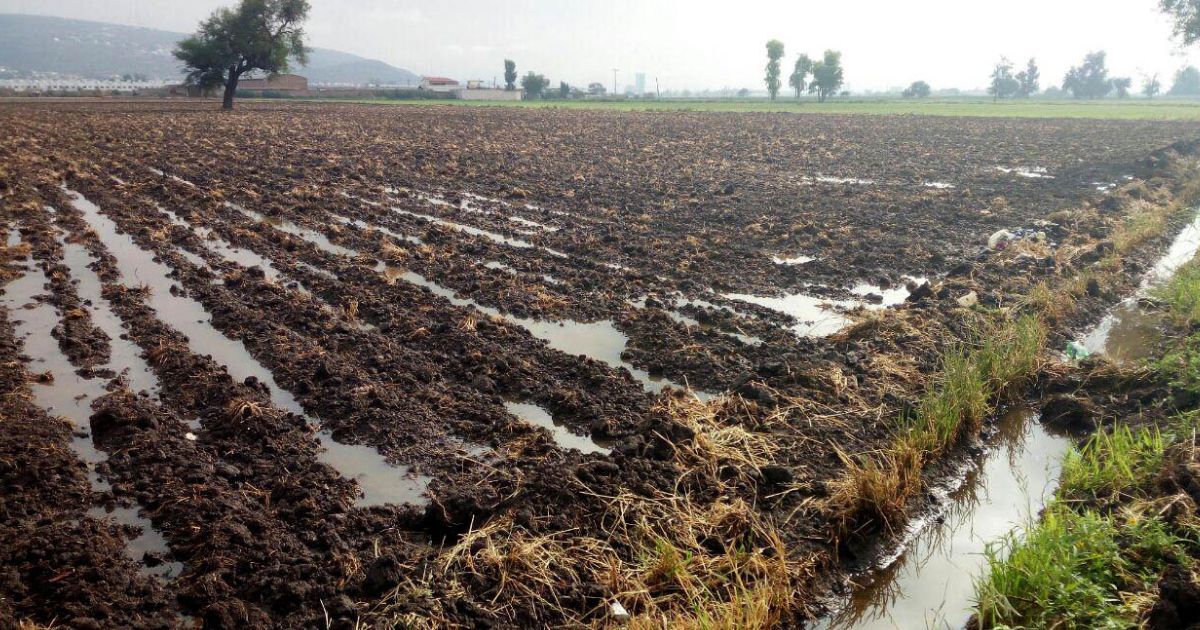 Campo en Guanajuato recibe agua contaminada por 'olvido' de las autoridades; asegura el CEAG 