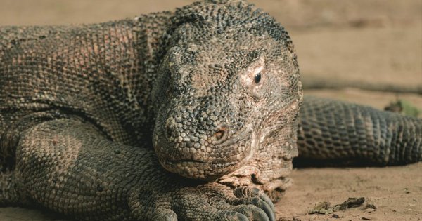 Lo que faltaba: dragón de Komodo es capturado en las calles de Celaya