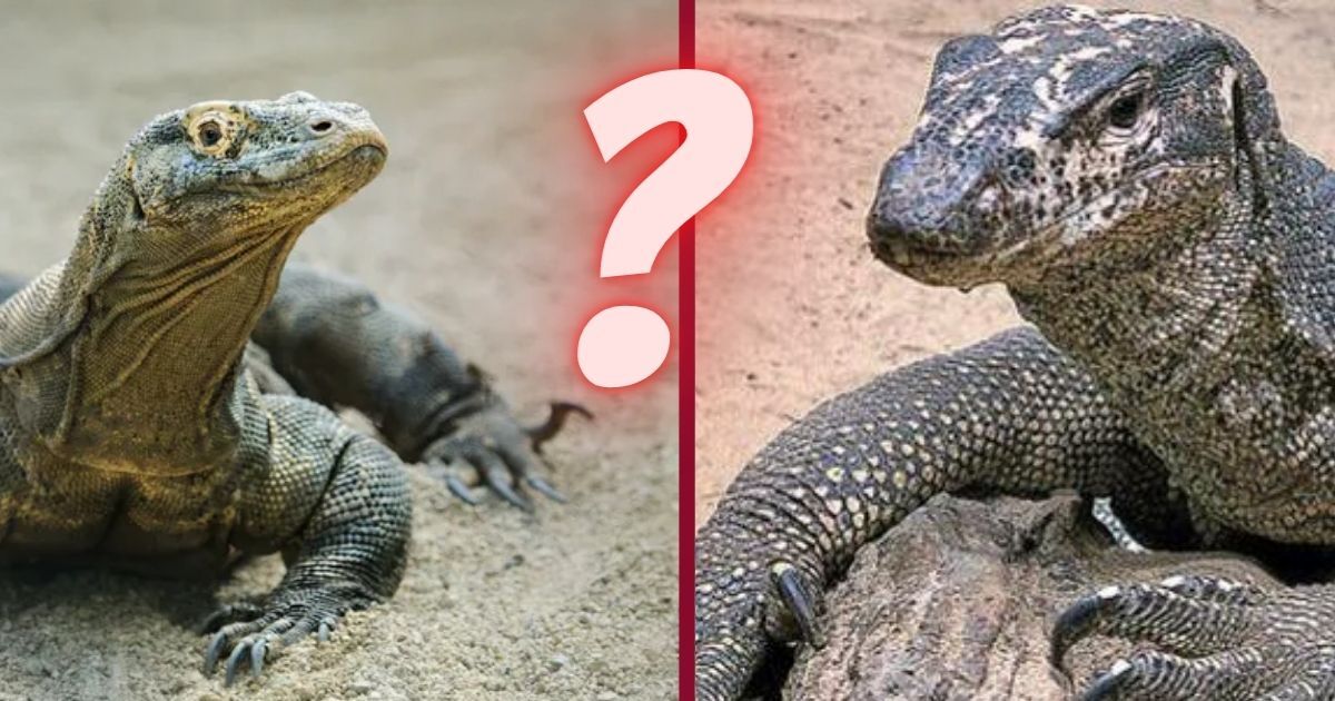 ¿Era un varano o dragón de Komodo el reptil atrapado en Celaya? Aquí te despejamos todas las dudas 