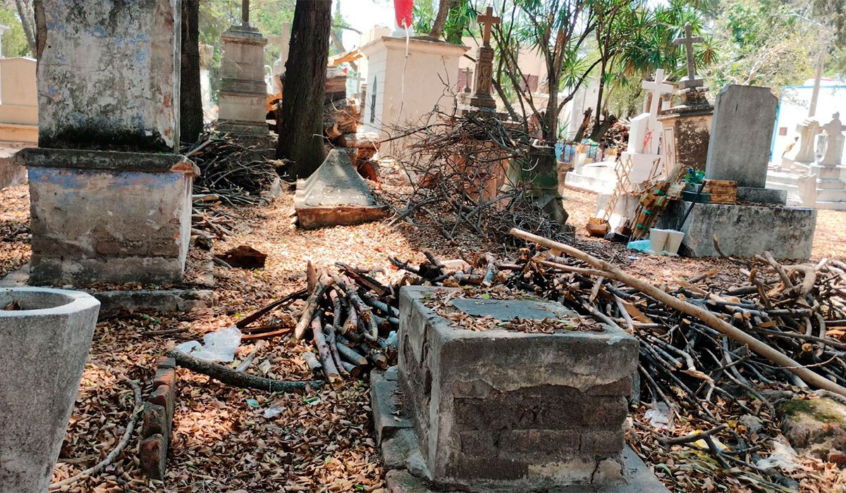 Panteón de Irapuato tiene nuevos muertos: pierde arboles de más de 100 años por sequía