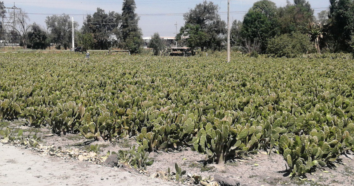 Precio del nopal de Valtierrilla se desploma hasta un 50%; llaman a estabilizar el costo