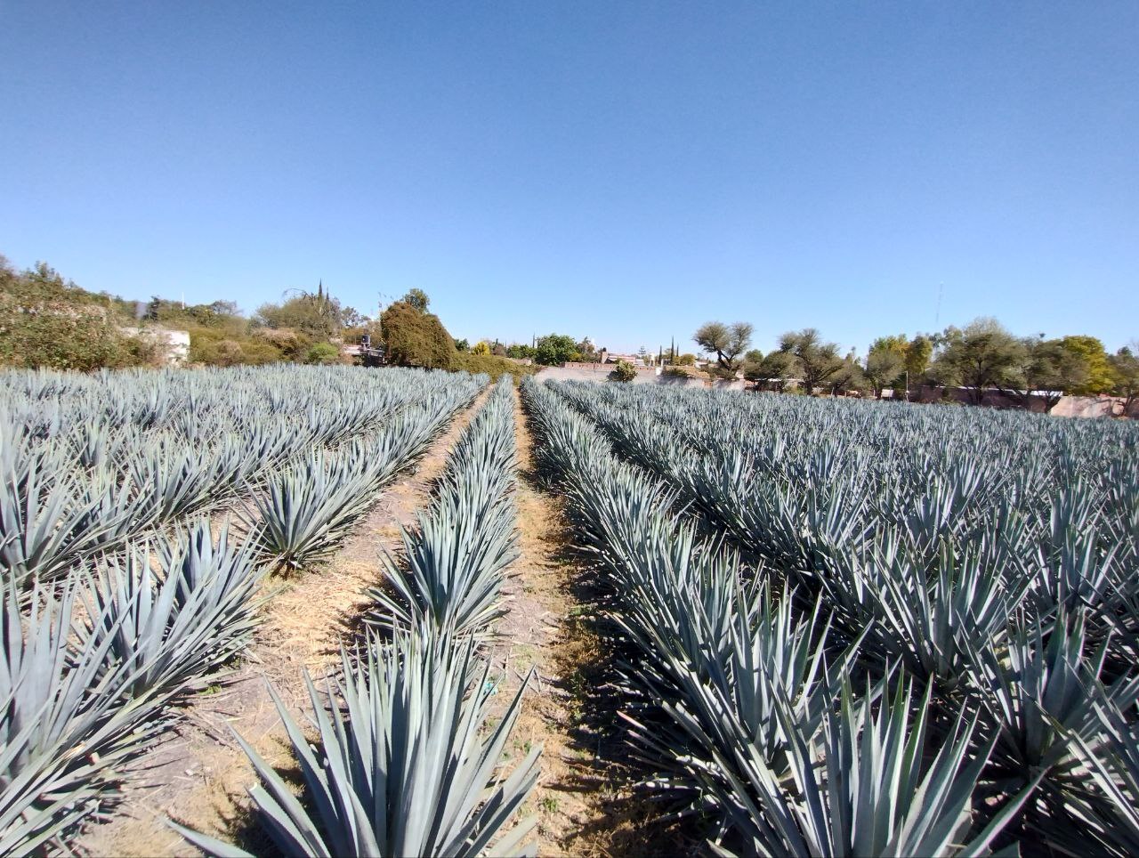 Agave en auge en Guanajuato: se disparan ganancias, pero hay riesgos para el campo