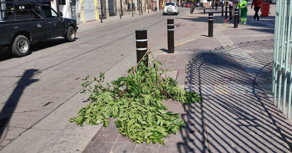 Tormenta en León deja encharcamientos y 114 árboles caídos 