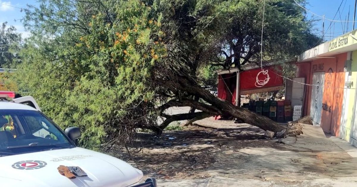 Sube a 195 árboles caídos en León y recolectan 30 mil toneladas de basura tras tormenta 