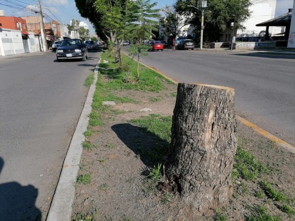 Denuncian tala de árboles en la colonia Latino de Celaya; exigen reponer ejemplares 