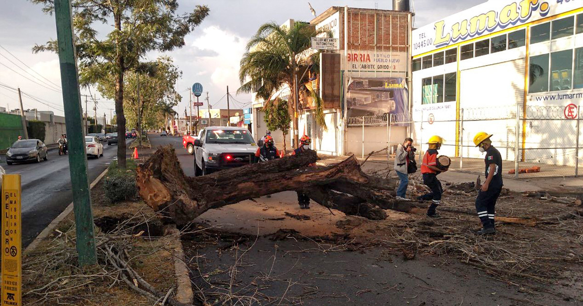 Intervendrán 119 árboles en Irapuato en riesgo de derrumbe