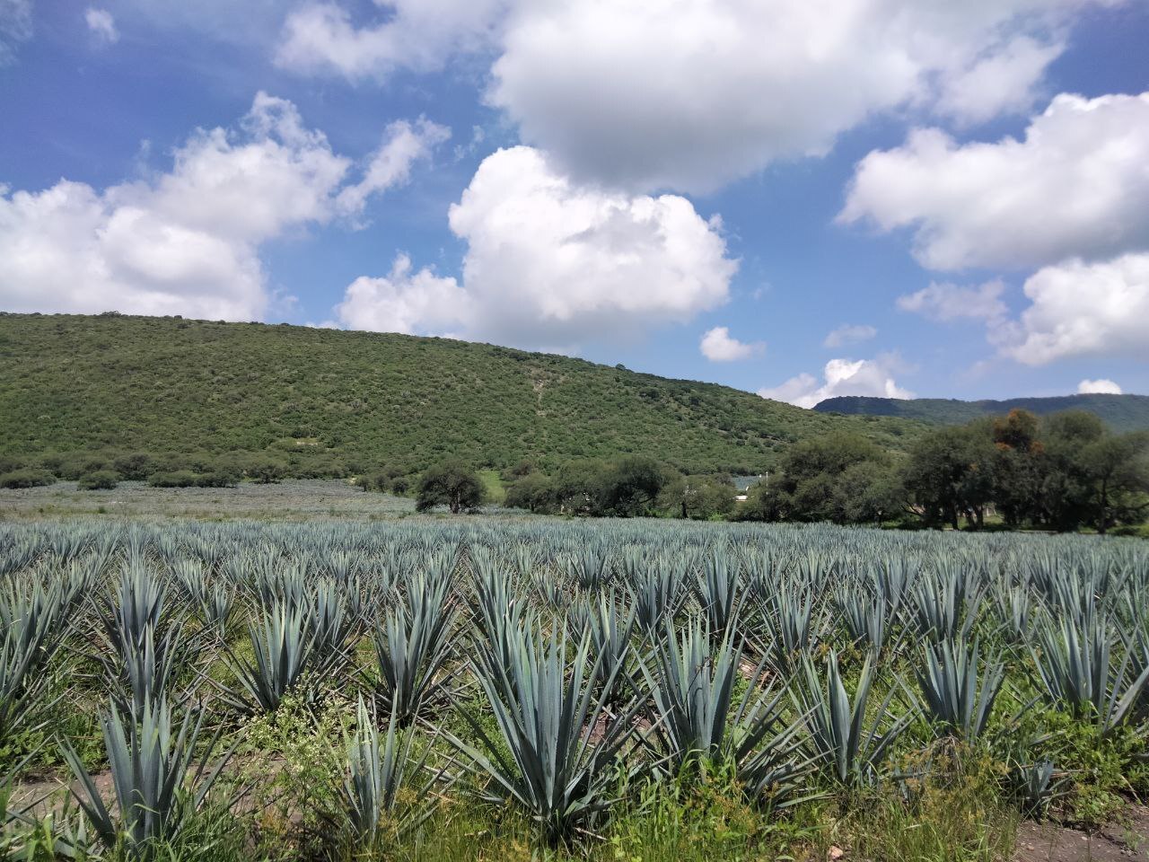 Crece problema del agave en Guanajuato hacia zonas sin denominación de origen a base de 'transas'  